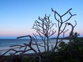 Natural sculpture of dead tree branches against evening sky