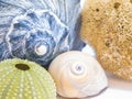 Natural sea shells, urchins, sponges and snails, collection in different colors. Lightning whelk shell