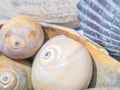 Natural sea shells, urchins, sponges and snails, collection in different colors.