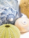 Natural sea shells, urchins, sponges and snails, collection in different colors.