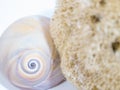 Natural sea shells, urchins, sponges and snails, collection in different colors.