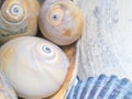 Natural sea shells, urchins, sponges and snails, collection in different colors.