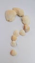 natural sea shells, white background Royalty Free Stock Photo