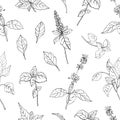 Natural seamless pattern with basil leaves and flowers hand drawn with black contour lines on white background. Backdrop Royalty Free Stock Photo