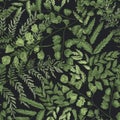 Natural seamless pattern with ferns and green herbaceous plants on black background. Gorgeous backdrop with wild forest