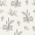 Natural seamless pattern with flowering plantains. Medicinal herbaceous plant with flowers and leaves hand drawn with