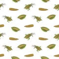 Natural seamless pattern with realistic hand drawn cobs of sweet corn on white background. Backdrop with fresh organic