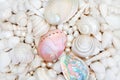 Natural Seashell and Pearl Beauty