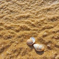The natural of seashells on a beach creates an exotic The tropical weather and of nature make for a perfect vacation Royalty Free Stock Photo