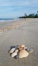 Natural seashells on Pak Panang beach