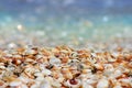 Natural seashells on the sea shore