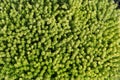 Background from succulent sedum natural ground cover green plant for floral compositi