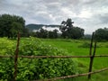 natural seen of indinan paddy fild