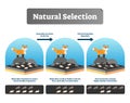 Natural selection vector illustration. Explained scheme with life evolution Royalty Free Stock Photo