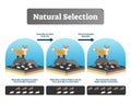 Natural selection vector illustration. Explained scheme with life evolution Royalty Free Stock Photo