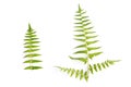 Natural set of Fern Leaf, Sprig Fern leaves on white background, Isolated objects