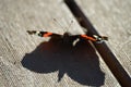 Natural shadow of Vanessa Atalanta butterfly