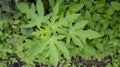 Natural shape most creative of papaya leaf Royalty Free Stock Photo