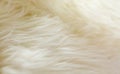 Natural sheepskin fluffy fur rug extreme macro background