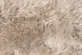 Natural sheepskin rug background texture sheep fur Royalty Free Stock Photo