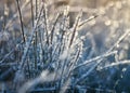 Natural background with shiny transparent crystals of cold frost cover the grass like beads on a field on a morning Sunny winter