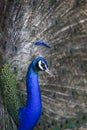 Natural shot of indian peacock with beautiful tail plumage in j Royalty Free Stock Photo