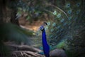 Natural shot of indian peacock with beautiful tail plumage Royalty Free Stock Photo