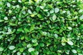 Natural shrub with green leaves