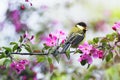 Natural with a small chickadee sitting on an Apple branch with pink flowers in a may Sunny garden