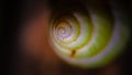 Natural Snail Spiral Whorl Shell