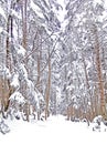 Natural snow footpath and tree in Japan Yatsugatake mountains