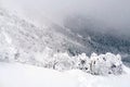 Natural snow hill, path and tree in Japan Yatsugatake mountains