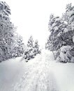 Natural snow hill, path and tree in Japan Yatsugatake mountains