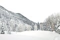 Natural snow hill and tree in Japan Yatsugatake mountains Royalty Free Stock Photo