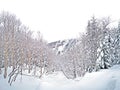 Natural snow hill and tree in Japan Yatsugatake mountains Royalty Free Stock Photo