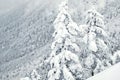 Natural snow hill and tree in Japan Yatsugatake mountains Royalty Free Stock Photo