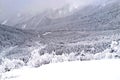 Natural snow hill and tree in Japan Yatsugatake mountains