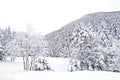 Natural snow hill and tree in Japan Yatsugatake mountains