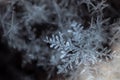 Natural snowflake close-up. Winter, cold. Royalty Free Stock Photo