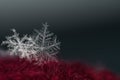 Natural snowflake close-up. Winter, cold. Royalty Free Stock Photo