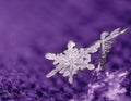 Natural snowflake on violet knitted background close-up