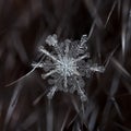 Natural snowflakes on fur