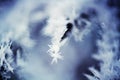 natural snowflakes on snow