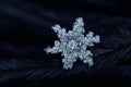 natural snowflakes on snow, photo real snowflakes. Winter snow background. Snowflake Closeup. Macro photo. Copy space Royalty Free Stock Photo