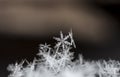 Natural snowflakes on snow