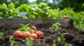 Natural Soil Amendments for Garden Health