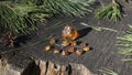 A natural sparkling Baltic piece of amber and vintage handmade amber earrings lie on a cracked stump in the sun