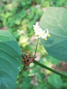 Natural spider forest flowers kakoy