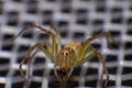 Natural spider in house in ayutthaya