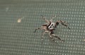 Natural spider in house in ayutthaya